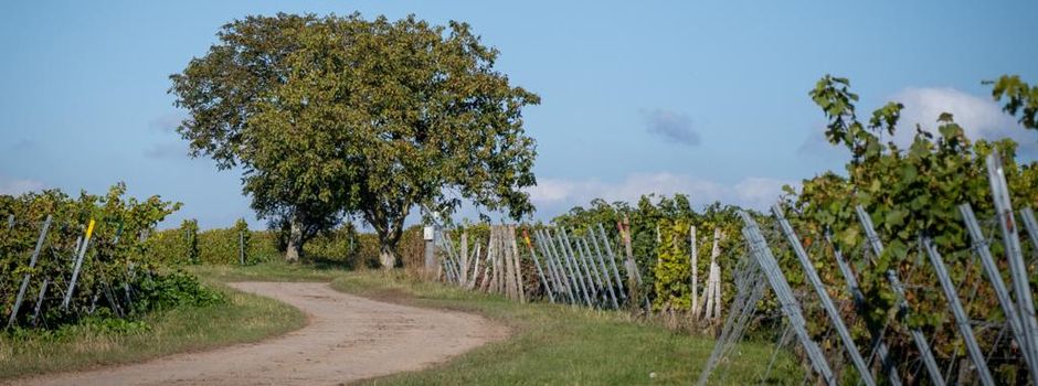 Erst bis zu 28 Grad, dann Gewitter in Rheinhessen?