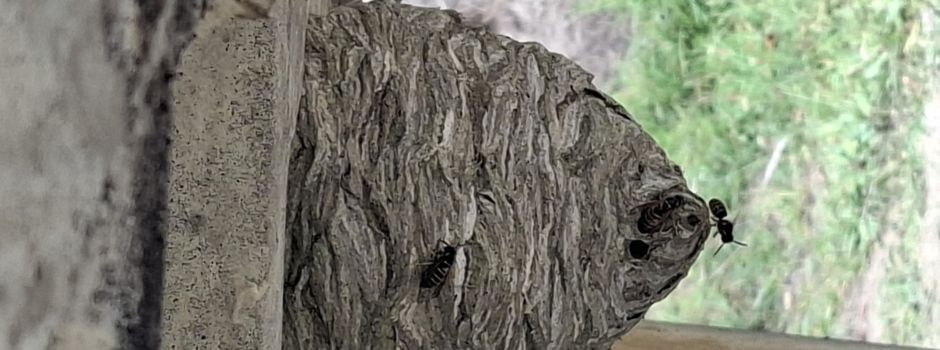 Wespen- und Hornissennester an ungünstigen Orten