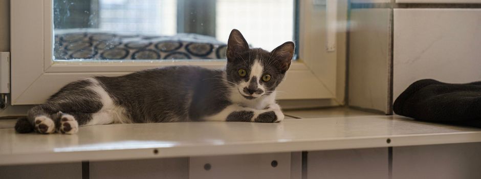 Warum das Mainzer Tierheim an seiner Belastungsgrenze steht