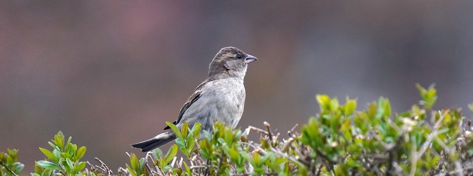 Baum- und Heckenschnitt 