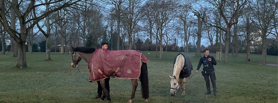 Tierische „Geisterfahrer“: Pferde auf A63 bei Mainz unterwegs