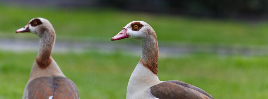 Koblenz sucht Lösung für Nilgans-Problem