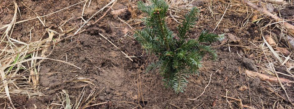 Gemeinsam für Friedlands Stadtwald: Erfolgreiche Pflanzaktion