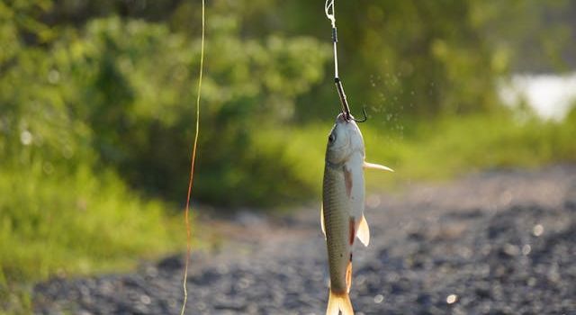 Bundespräsident zeichnet Binger Angelsportverein aus