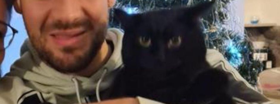 Kater ist wieder daheim