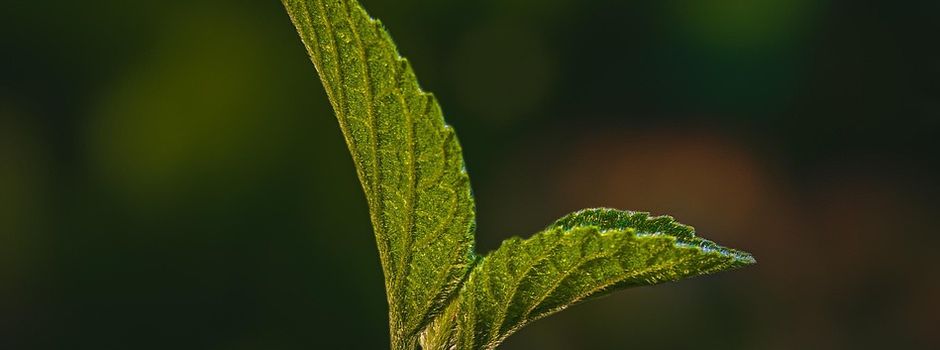 Herbstpflanzaktion in Rehlingen-Siersburg