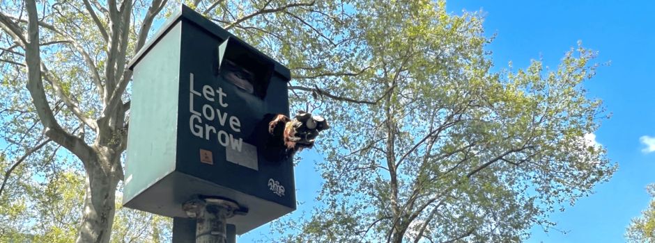 Was hinter dem Affen-Blitzer in der Kaiserstraße steckt