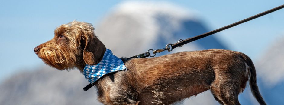 Anleinpflicht für Hunde