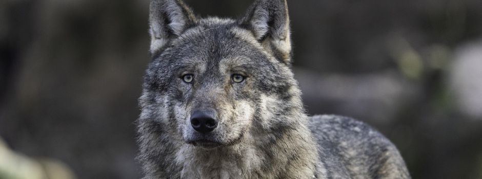 Wolf im Hochwald