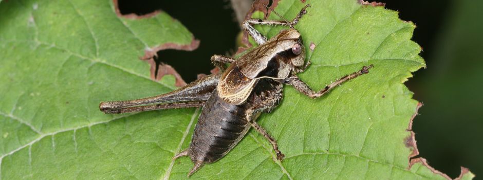 Darum gibt es immer weniger Insekten