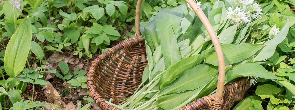06.04.2026: Naturpark-Tour - Frühjahrskräuter am Schmalsee