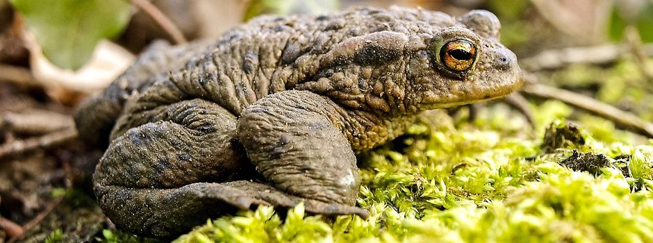 Krötenwanderung: Sperrung am Benther Berg