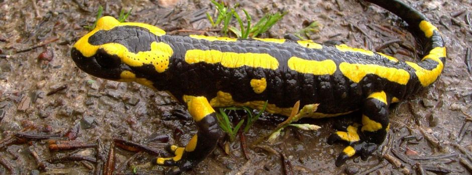 Feuersalamander in Koblenz durch tödliche Pilzinfektion bedroht