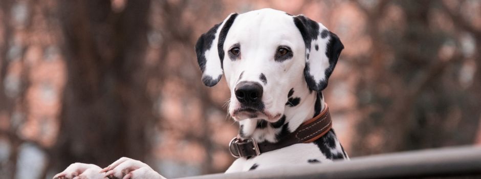 Hundehalter aufgepasst: Stadt Wiesbaden trifft weitreichende Entscheidung