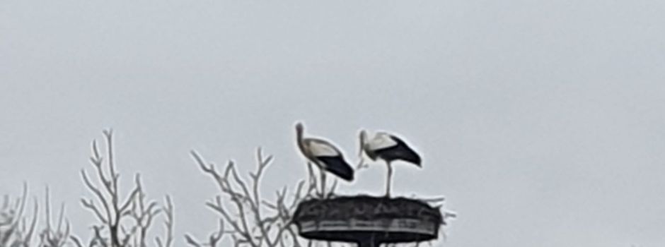 Die Störche sind zurück!