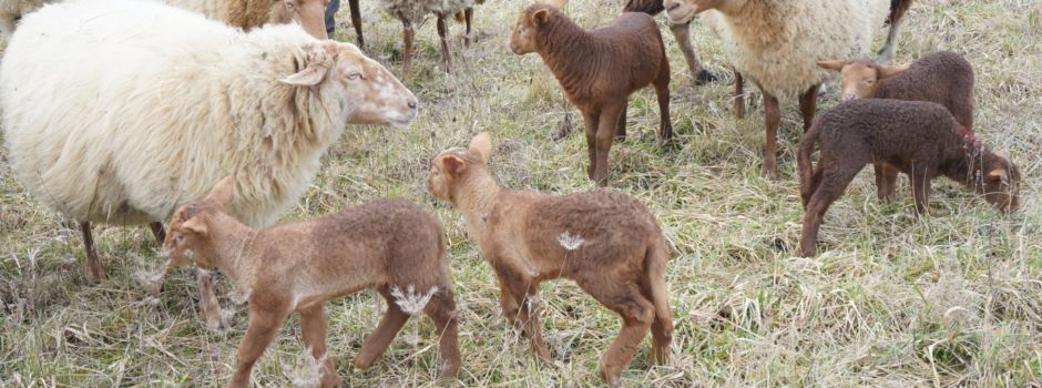 Nachwuchs bei den Burgschafen: Die Lämmer sind da