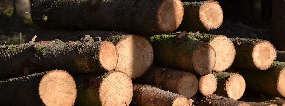 Baumfällarbeiten im Bereich der "Wacht"