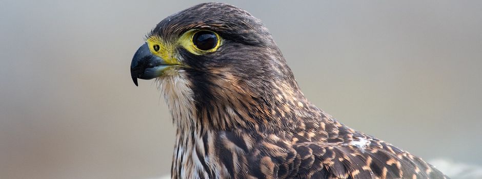 Feuerwehr Mainz rettet verletzten Falken