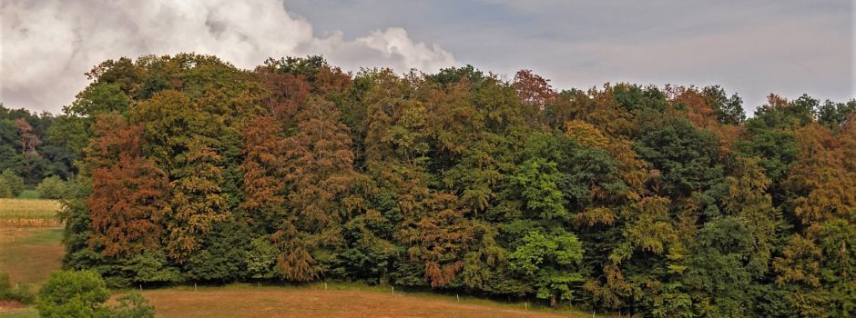 NABU schlägt Alarm: Invasive Pflanzen breiten sich in Wiesbaden aus