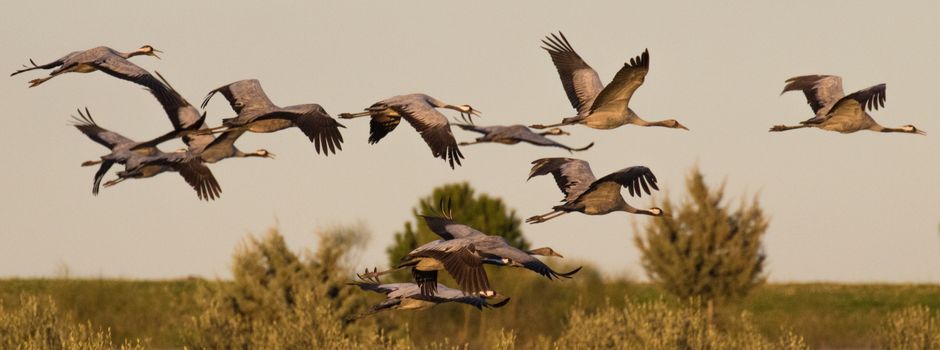Auf Spuren der heimischen Vogelwelt
