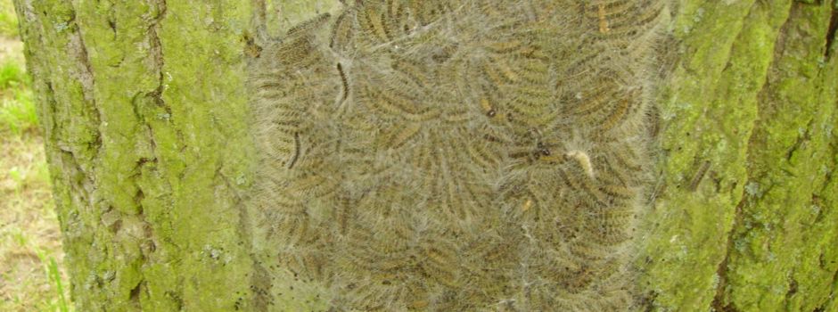 Netto-Kunden rufen Polizei – gefährliche Raupe vor Supermarkt