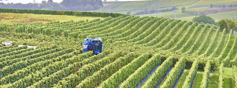 Dreister Diebstahl: Ganze Weinberge leergeräumt
