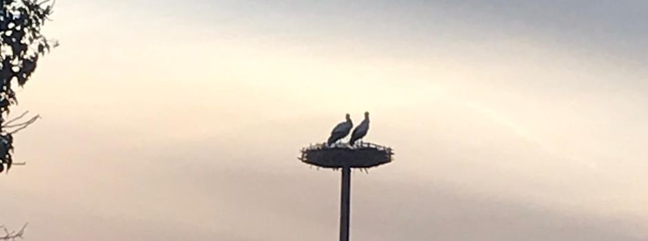 erneute Nestinspektion