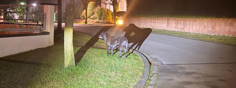 Hund ohne Herrchen am Hochgarten unterwegs