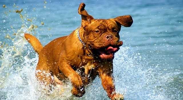 Abkühlung für Vierbeiner: Hier darf dein Hund plantschen