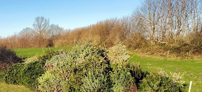 80 Weihnachtsbäume für das Osterfeuer