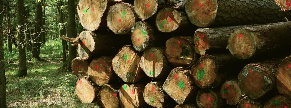 Holzdiebstahl – Zeugen gesucht