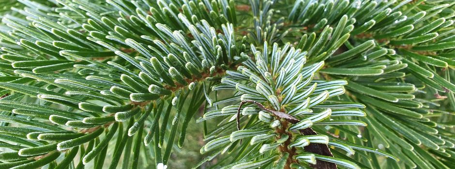 Weihnachtsbaumabfuhr in Jerxheim