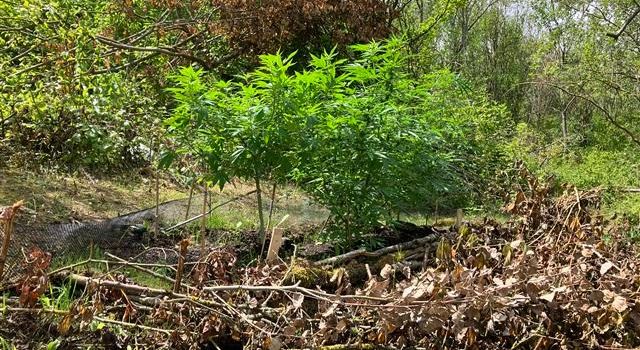 Cannabisplantage zwischen Nierstein und Dexheim aufgefunden