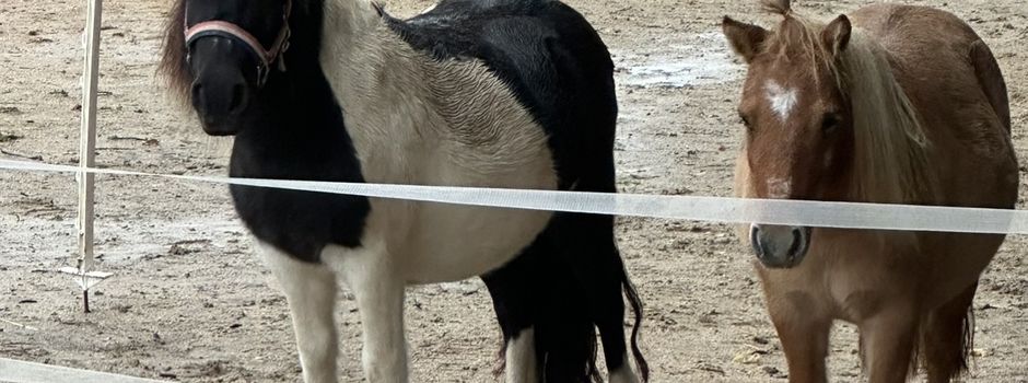 Hinweis zu Knallfeuerwerk in der Nähe von Pferdeweiden