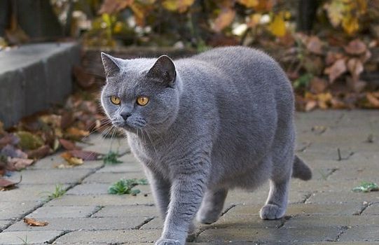 Tierschutzverein fordert Kastrationspflicht für Katzen in Mainz