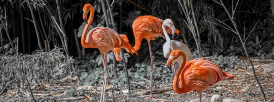 Kampf um Flamingo-Verbleib im Mainzer Stadtpark