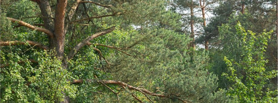 Rasen außer Kontrolle – Die Natur schlägt zurück