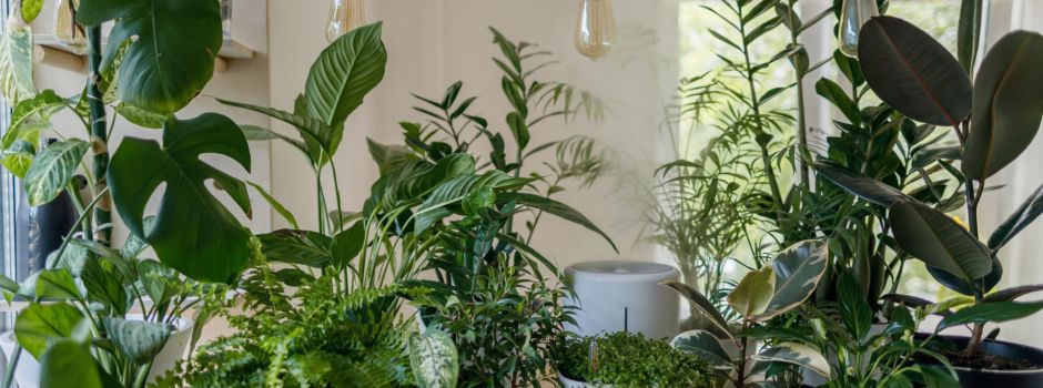 7 Tipps vom Experten: So überleben eure Zimmerpflanzen den Winter