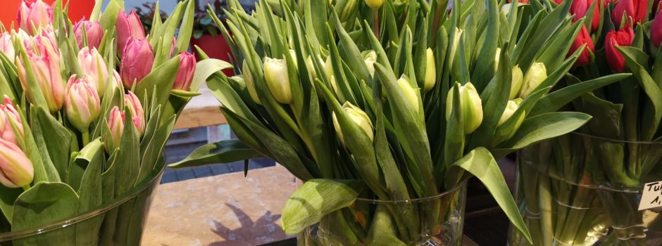 Blütenmeer im Winter? Hier kommen Augsburgs Blumen her