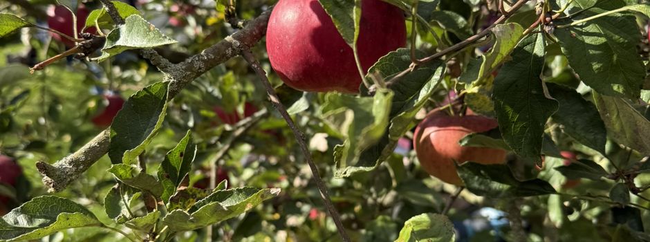 Apfelvielfalt aus Oberhessen – Alte Sorten neu entdeckt