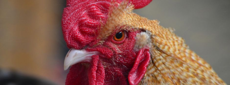 Geflügelzuchtverein lädt zum traditionellen Gockerlfest