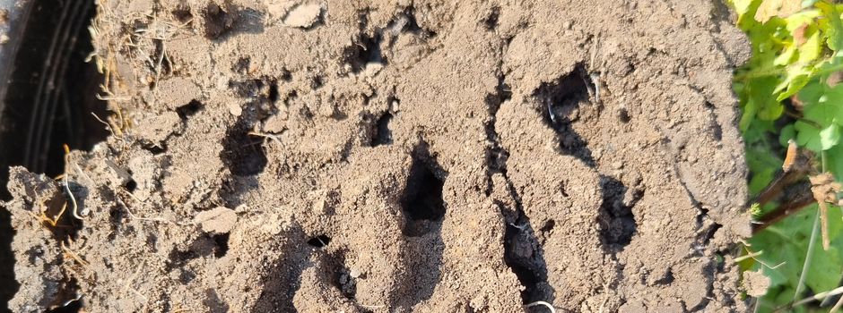 Große Drüsenameise breitet sich aus - was können Gartenbesitzer tun
