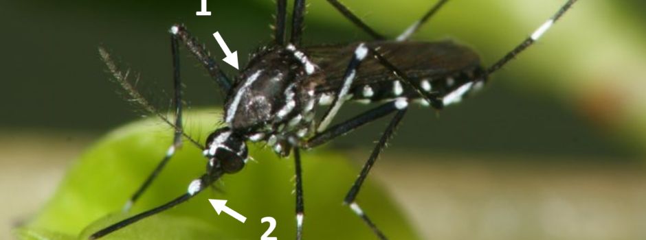 Tigermücke in Wyhl nachgewiesen