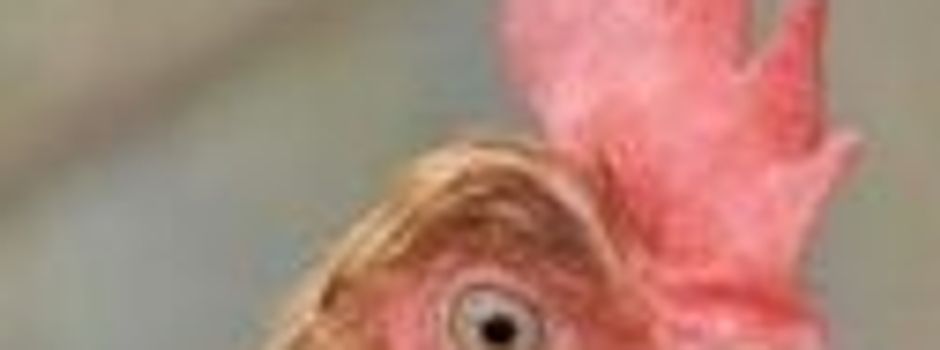 Das Veterinäramt des Werra-Meißner-Kreises informiert