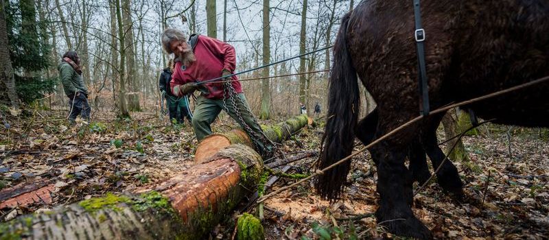 Pferd statt Maschine – Was ist der Job der Rückepferde?