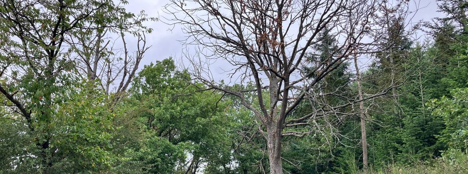 Für Brennholz zu schade