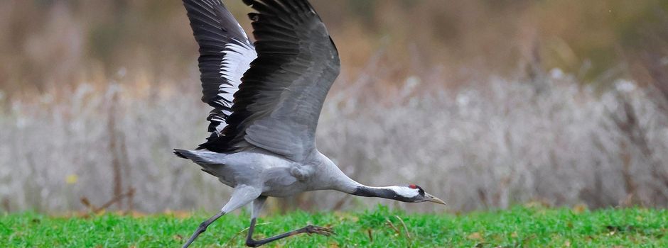 Geflügelpest erreicht Wiesbaden: Was jetzt für alle Bürger gilt