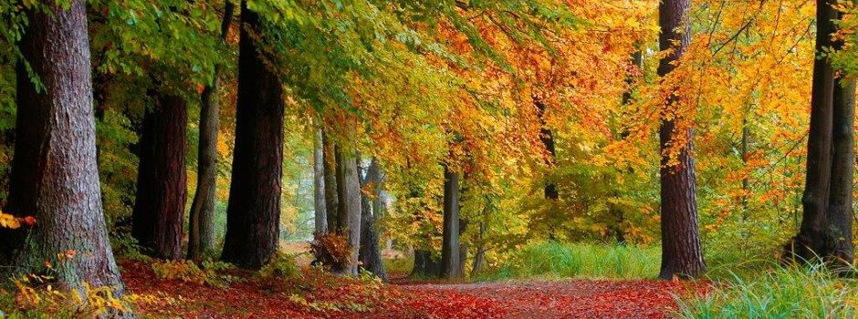 18.10.2026: Herbstliche Ranger-Tour im Naturpark Lauenburgische Seen