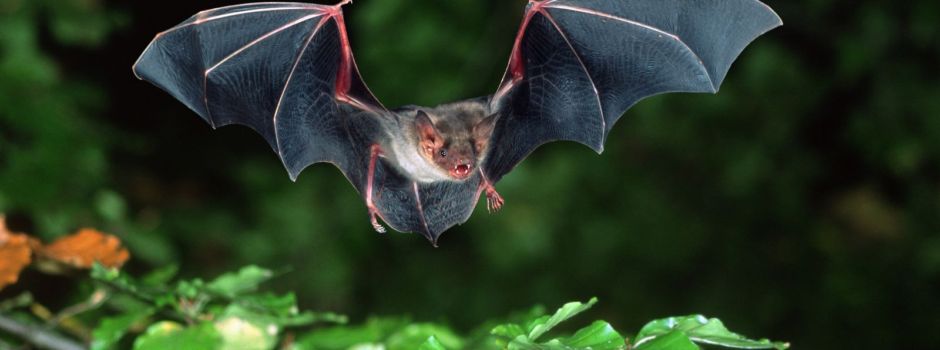 Fledermaus-Nachtwanderung in Clarholz