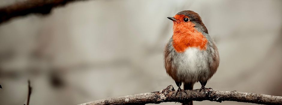 Winterfütterung 2025/2026 im Gemeindewald und auch zu Hause! 